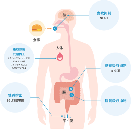 ダイエット薬の5つの機序